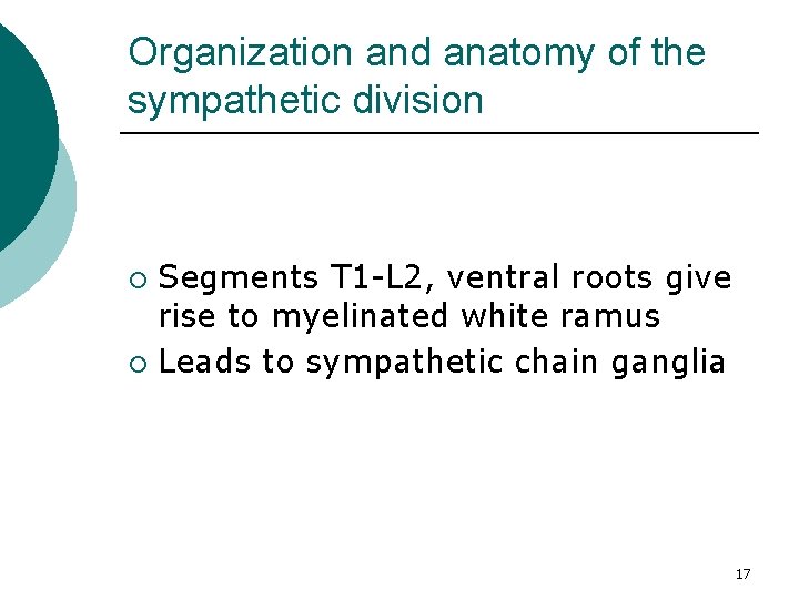 Organization and anatomy of the sympathetic division Segments T 1 -L 2, ventral roots