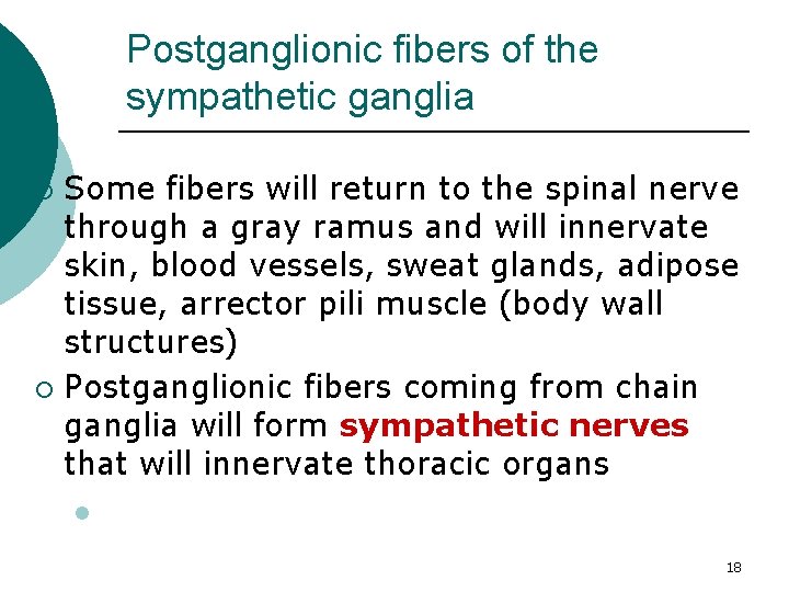 Postganglionic fibers of the sympathetic ganglia Some fibers will return to the spinal nerve