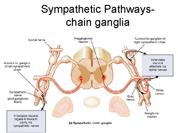 Sympathetic Pathwayschain ganglia 19 