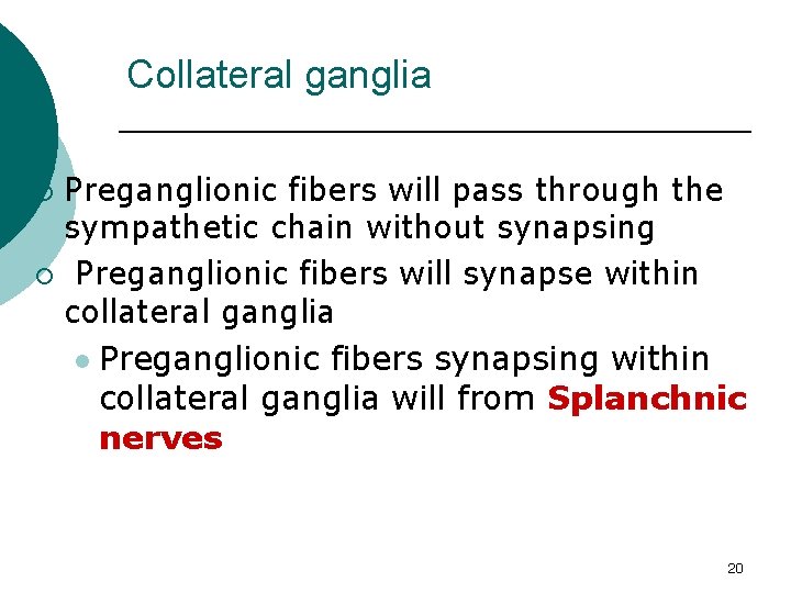 Collateral ganglia Preganglionic fibers will pass through the sympathetic chain without synapsing ¡ Preganglionic