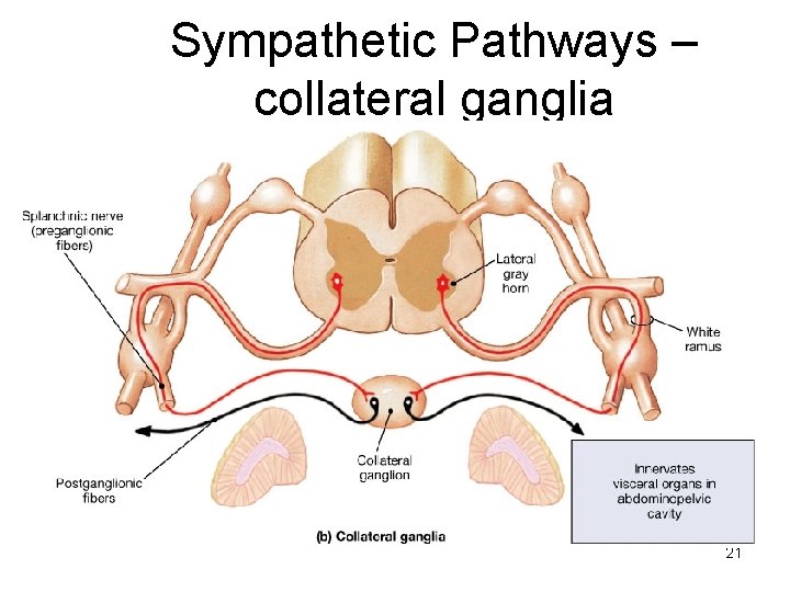 Sympathetic Pathways – collateral ganglia 21 