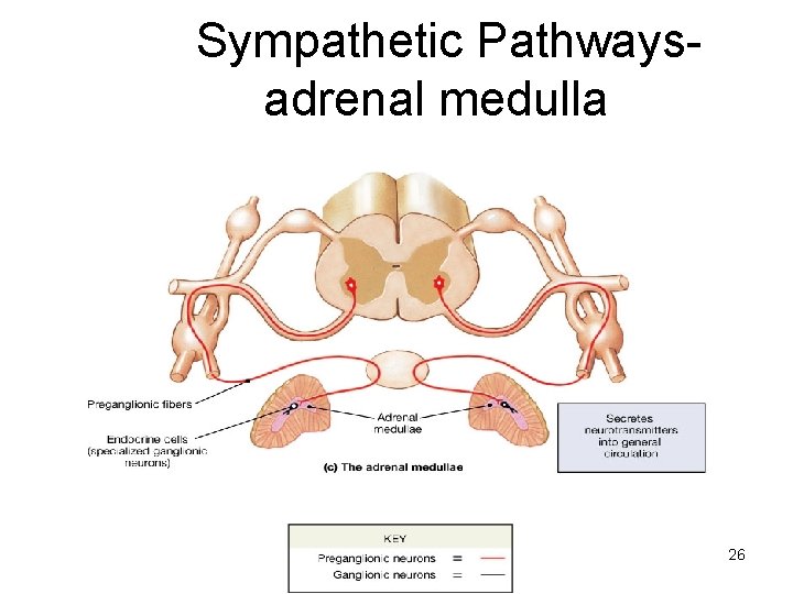Sympathetic Pathwaysadrenal medulla 26 
