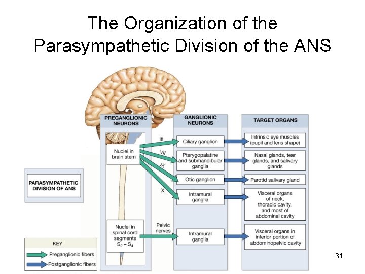 The Organization of the Parasympathetic Division of the ANS 31 