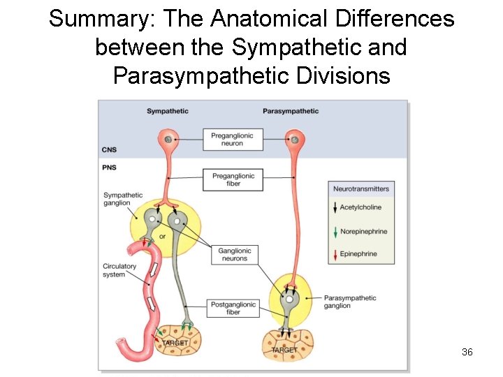 Summary: The Anatomical Differences between the Sympathetic and Parasympathetic Divisions 36 