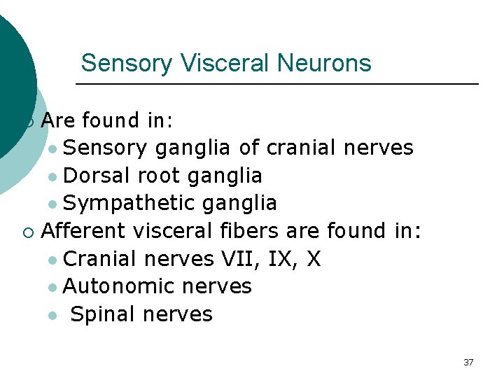 Sensory Visceral Neurons Are found in: l Sensory ganglia of cranial nerves l Dorsal