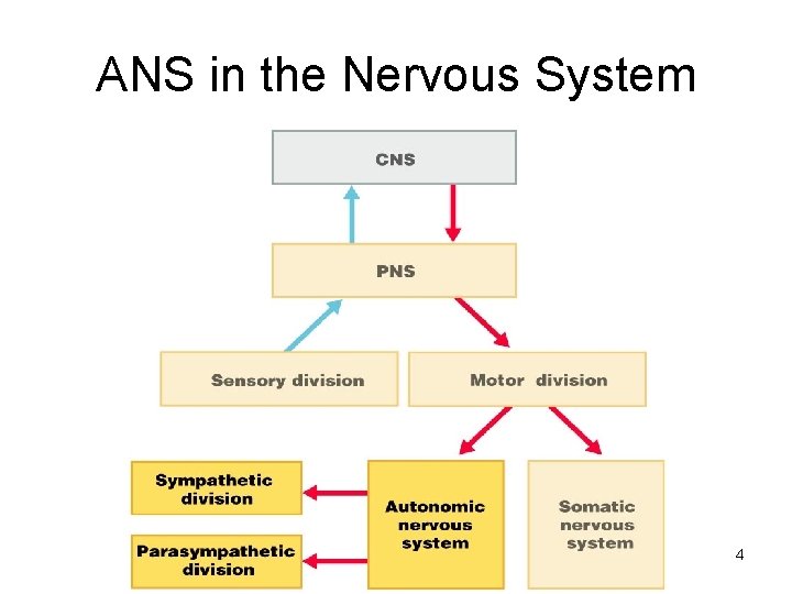 ANS in the Nervous System 4 