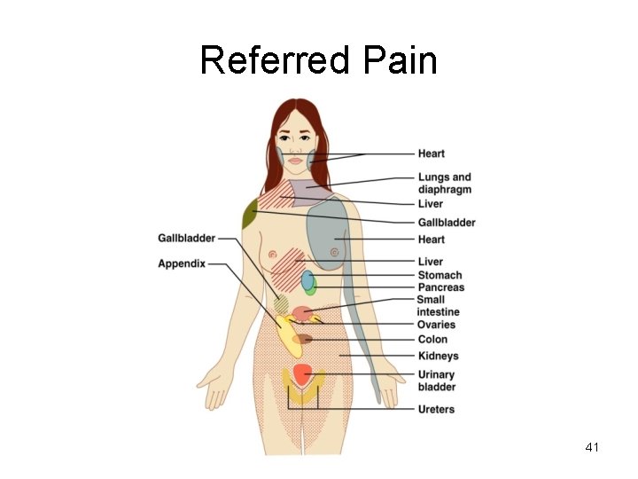 Referred Pain 41 
