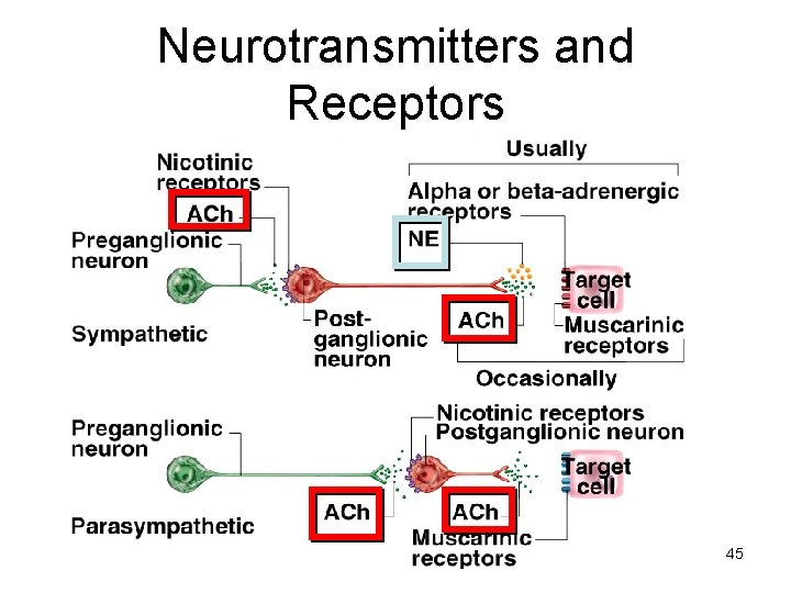 Neurotransmitters and Receptors 45 