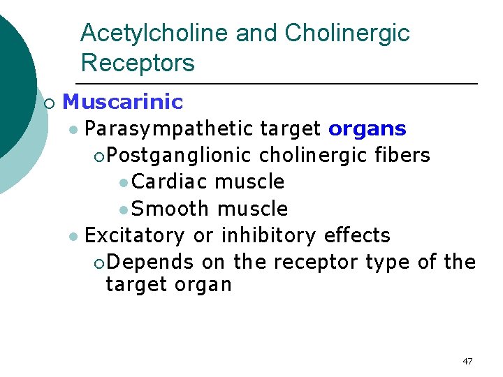 Acetylcholine and Cholinergic Receptors ¡ Muscarinic l Parasympathetic target organs ¡ Postganglionic cholinergic fibers