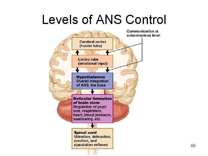 Levels of ANS Control 66 
