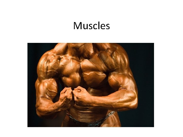 Muscles 