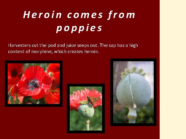 Heroin comes from poppies Harvesters cut the pod and juice seeps out. The sap