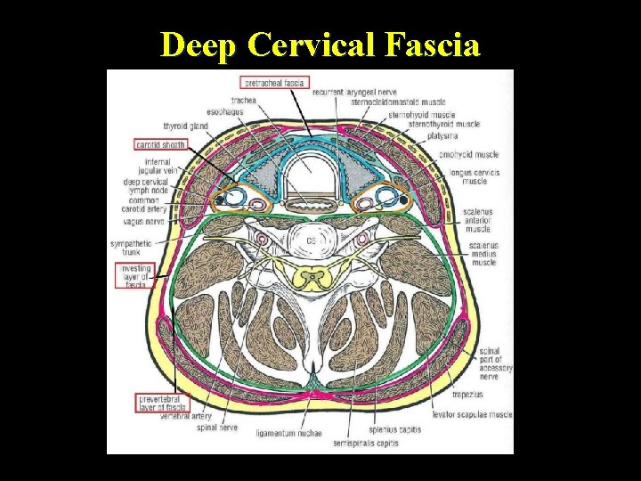 Deep Cervical Fascia 