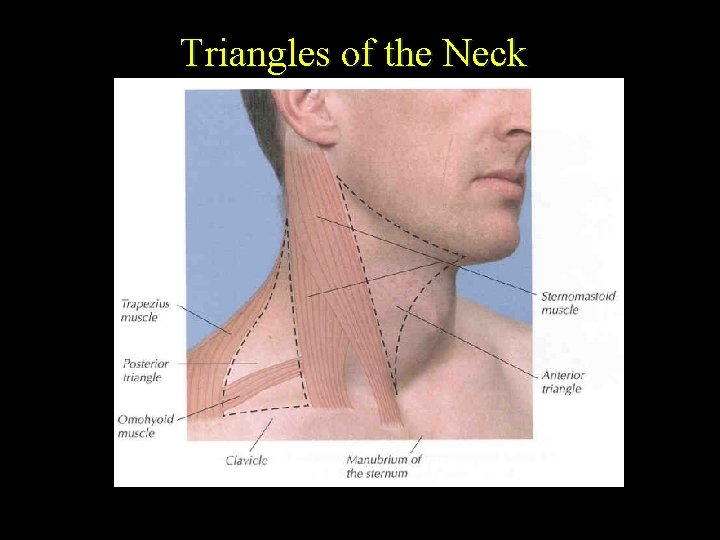 Triangles of the Neck 