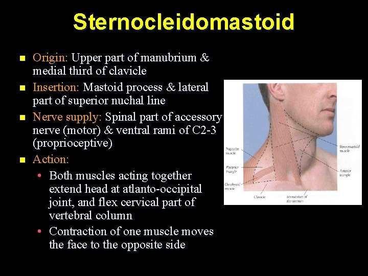 Sternocleidomastoid n n Origin: Upper part of manubrium & medial third of clavicle Insertion: