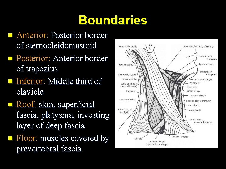Boundaries n n n Anterior: Posterior border of sternocleidomastoid Posterior: Anterior border of trapezius