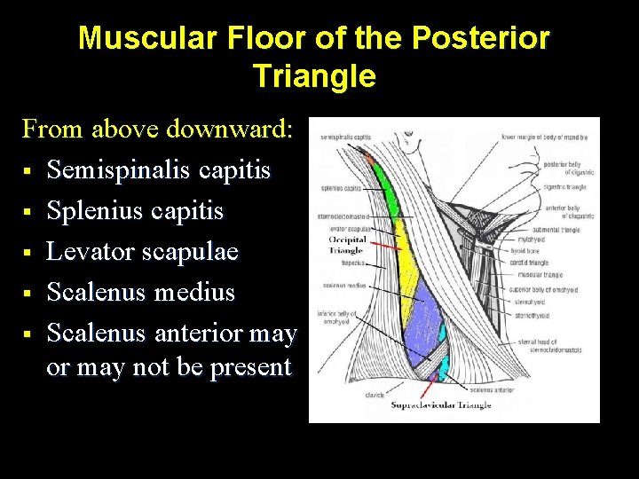 Muscular Floor of the Posterior Triangle From above downward: § Semispinalis capitis § Splenius