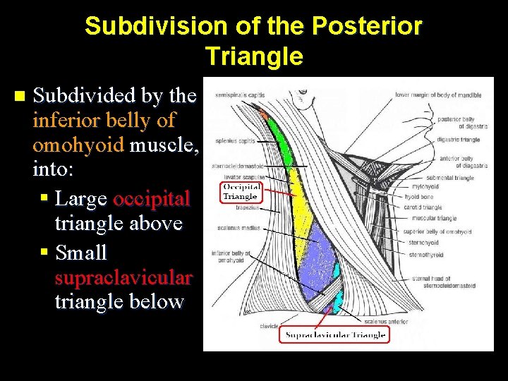 Subdivision of the Posterior Triangle n Subdivided by the inferior belly of omohyoid muscle,