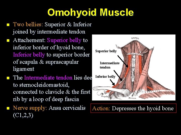 Omohyoid Muscle n n Two bellies: Superior & Inferior joined by intermediate tendon Attachement: