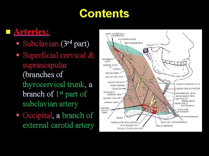 Contents n Arteries: § Subclavian (3 rd part) § Superficial cervical & suprascapular (branches