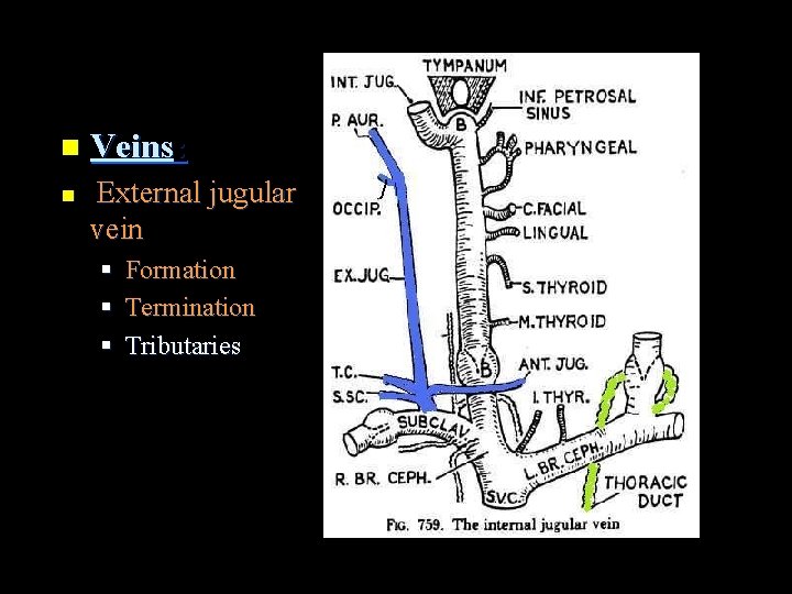 n Veins: n External jugular vein § § § Formation Termination Tributaries 