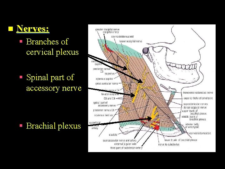 n Nerves: § Branches of cervical plexus § Spinal part of accessory nerve §