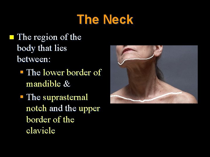 The Neck n The region of the body that lies between: § The lower