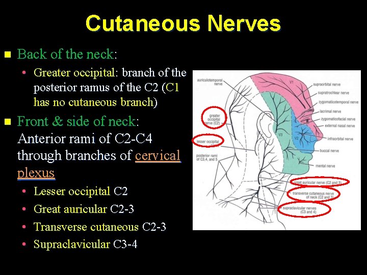 Cutaneous Nerves n Back of the neck: • Greater occipital: branch of the posterior