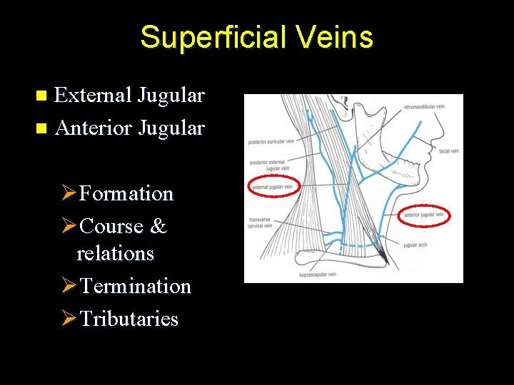 Superficial Veins External Jugular n Anterior Jugular n ØFormation ØCourse & relations ØTermination ØTributaries