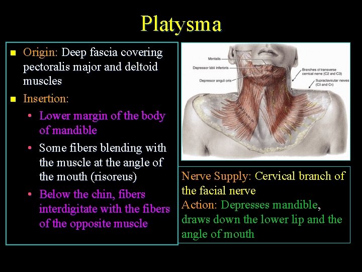 Platysma n n Origin: Deep fascia covering pectoralis major and deltoid muscles Insertion: •