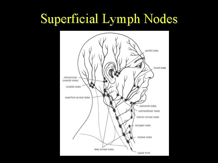 Superficial Lymph Nodes 