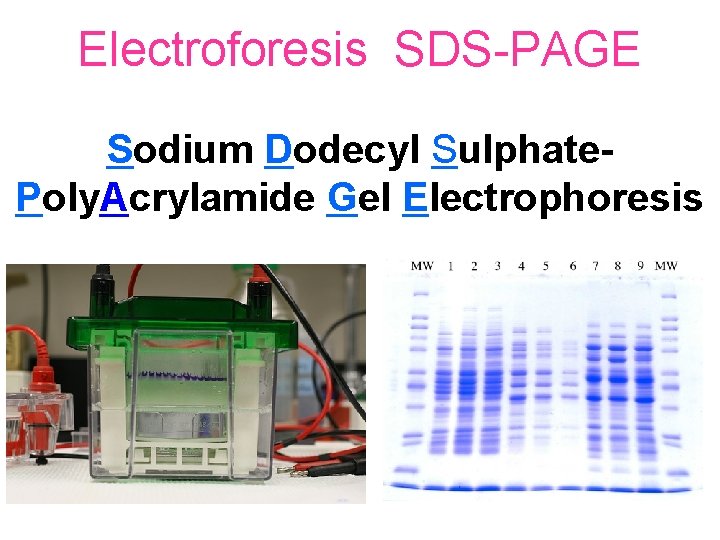 Electroforesis SDS-PAGE Sodium Dodecyl Sulphate. Poly. Acrylamide Gel Electrophoresis 