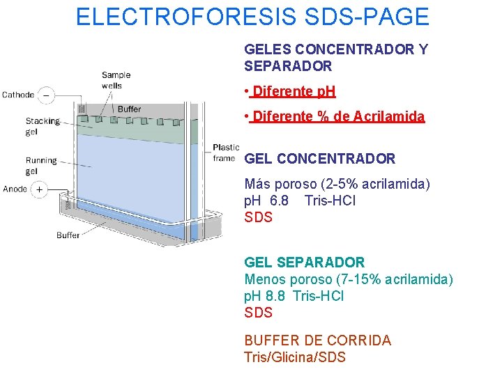 ELECTROFORESIS SDS-PAGE GELES CONCENTRADOR Y SEPARADOR • Diferente p. H • Diferente % de