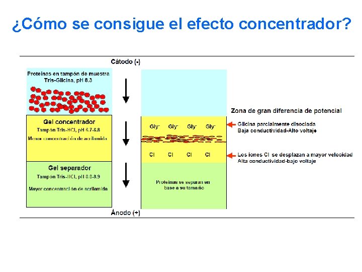 ¿Cómo se consigue el efecto concentrador? 
