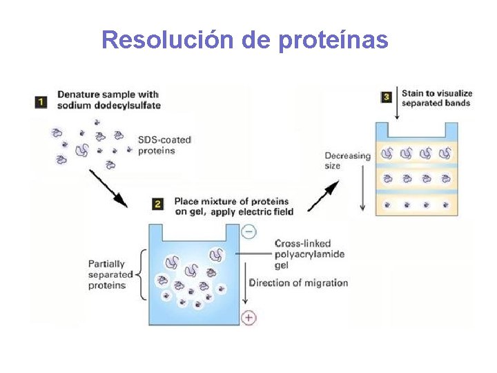 Resolución de proteínas 
