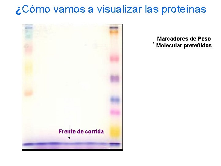 ¿Cómo vamos a visualizar las proteínas Marcadores de Peso Molecular preteñidos Frente de corrida