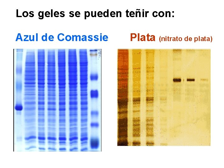 Los geles se pueden teñir con: Azul de Comassie Plata (nitrato de plata) 