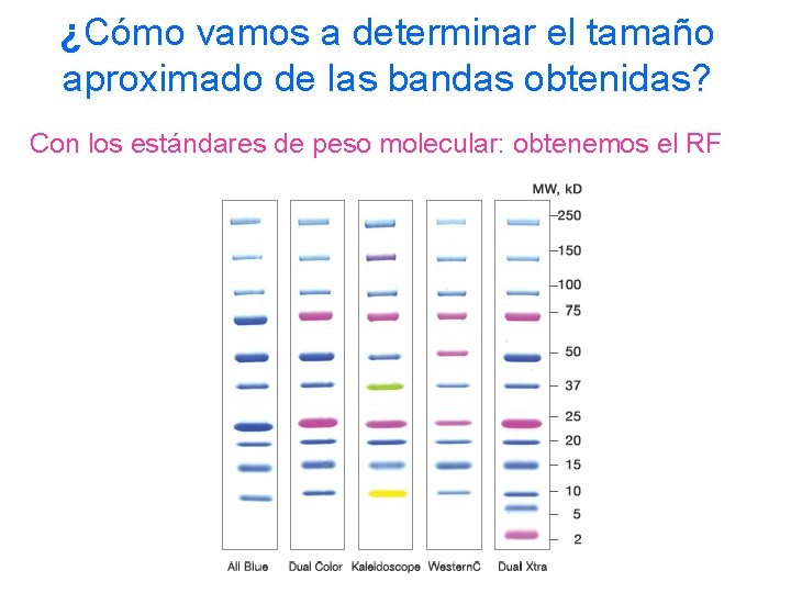 ¿Cómo vamos a determinar el tamaño aproximado de las bandas obtenidas? Con los estándares