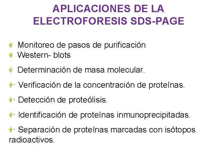 APLICACIONES DE LA ELECTROFORESIS SDS-PAGE Monitoreo de pasos de purificación Western- blots Determinación de