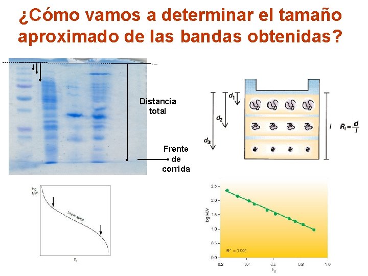 ¿Cómo vamos a determinar el tamaño aproximado de las bandas obtenidas? Distancia total Frente
