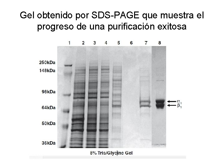 Gel obtenido por SDS-PAGE que muestra el progreso de una purificación exitosa 