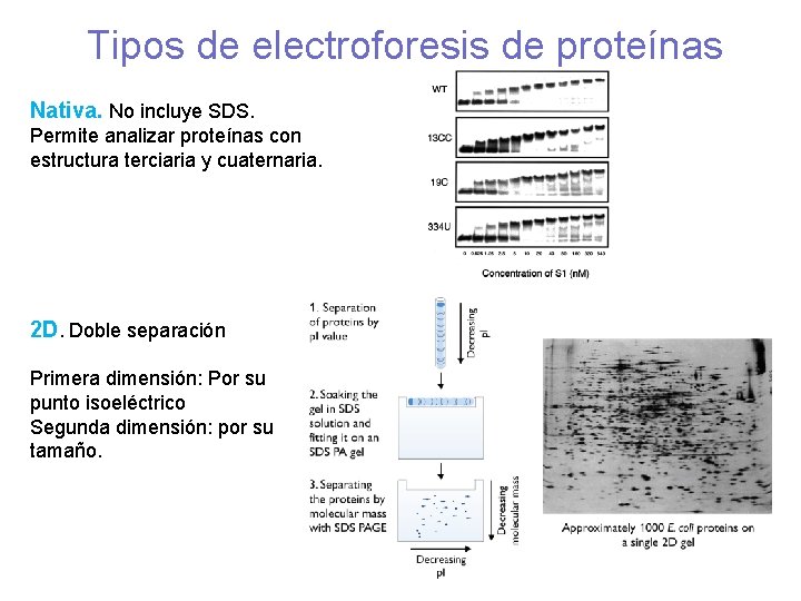 Tipos de electroforesis de proteínas Nativa. No incluye SDS. Permite analizar proteínas con estructura