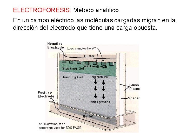 ELECTROFORESIS: Método analítico. En un campo eléctrico las moléculas cargadas migran en la dirección