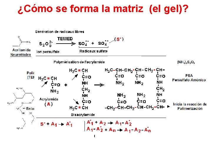 ¿Cómo se forma la matriz (el gel)? 