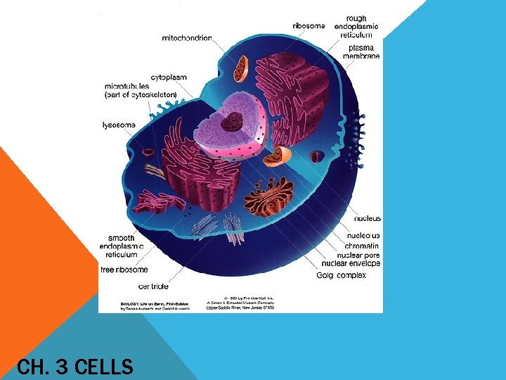 CH 3 CELLS CYTOSKELETON Gives the cell shape