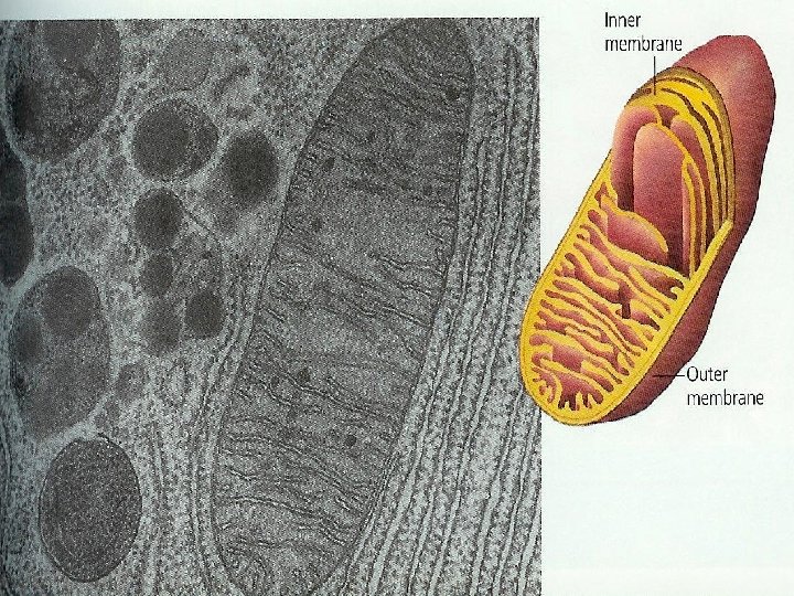 CH 3 CELLS CYTOSKELETON Gives the cell shape