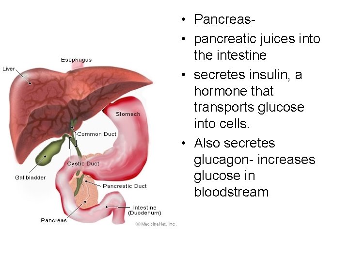 • Pancreas • pancreatic juices into the intestine • secretes insulin, a hormone