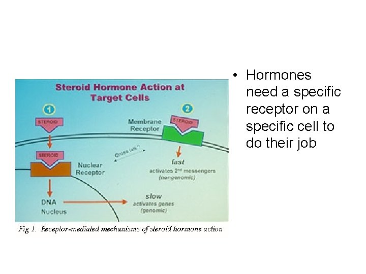  • Hormones need a specific receptor on a specific cell to do their