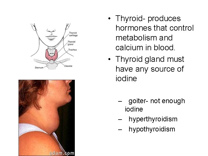  • Thyroid- produces hormones that control metabolism and calcium in blood. • Thyroid