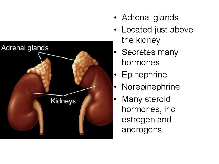  • Adrenal glands • Located just above the kidney • Secretes many hormones
